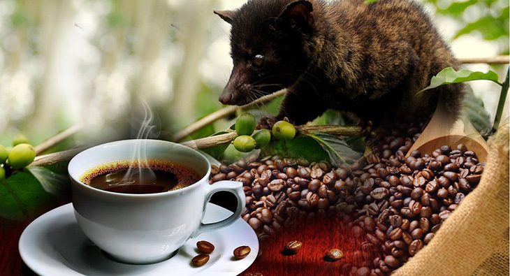 coffeeplantation luwakcoffee1