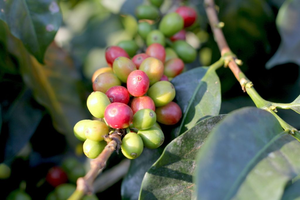 coffee sustainability farm